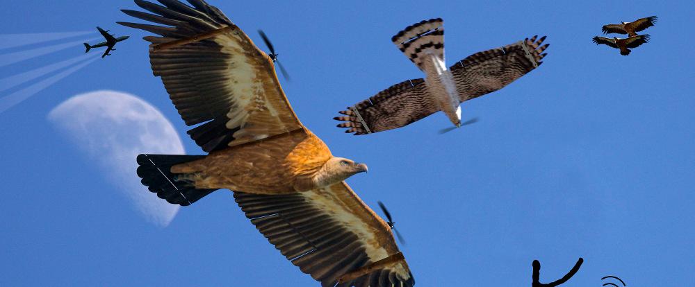 <strong>Predator drone</strong> for pest control